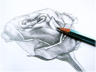 how-to-draw-a-rose-picture.jpg